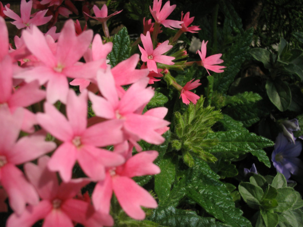 サンブリテニアの花言葉は「純愛」「小さな強さ」