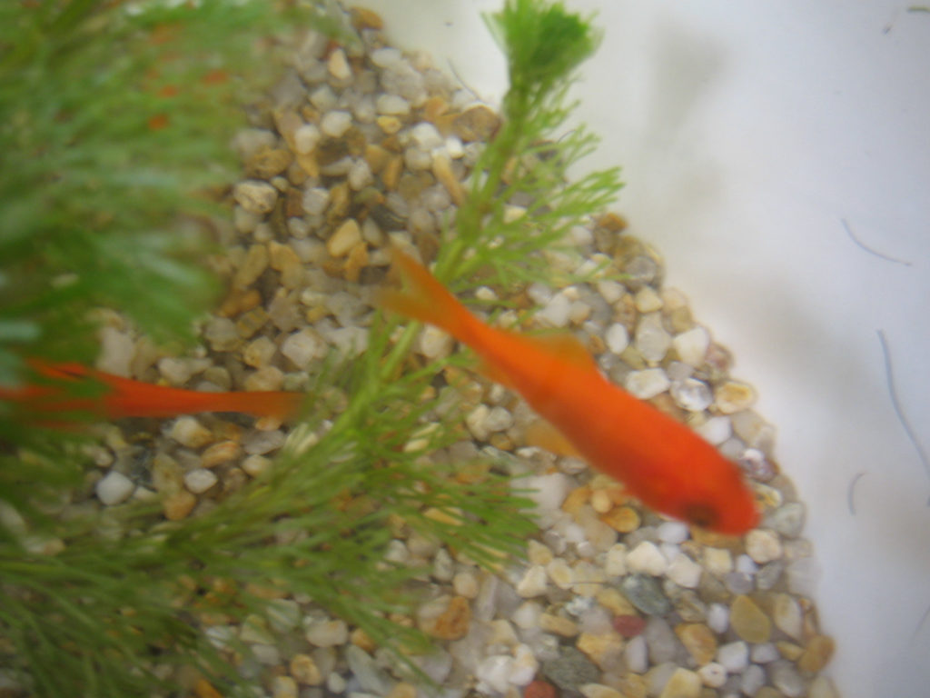 水草と赤い金魚