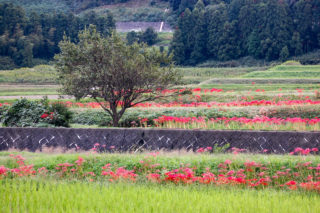 田んぼの周りに咲く彼岸花