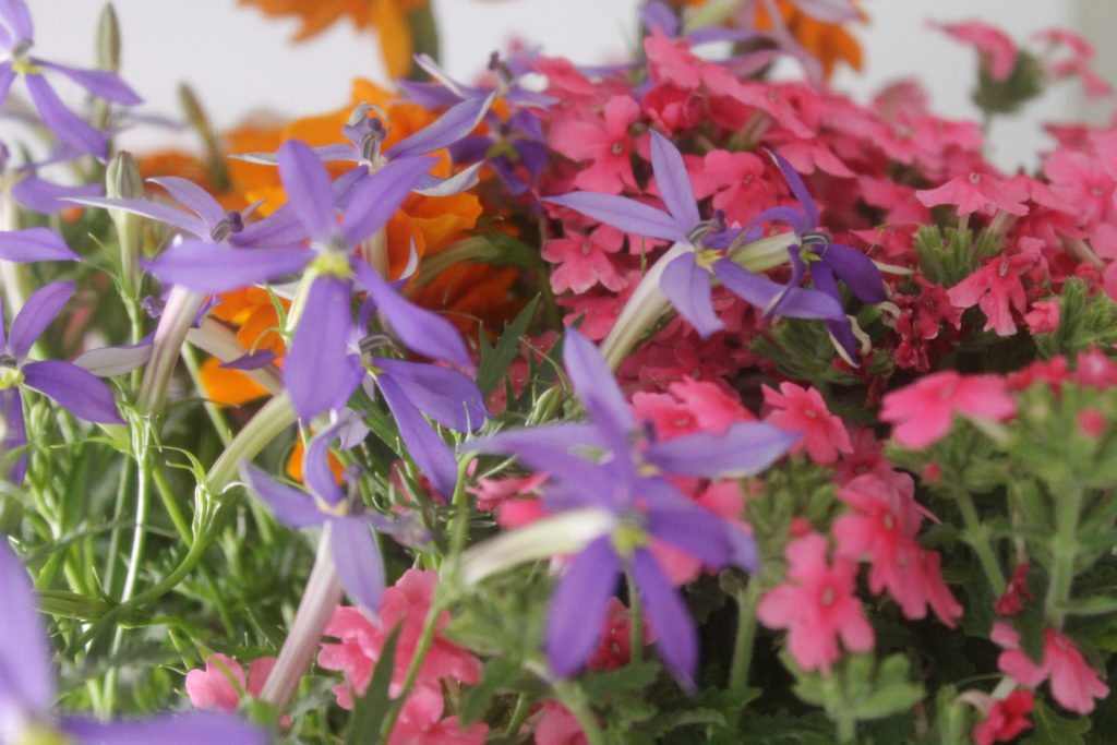 寄せ植えのアクセントとして咲く紫色のイソトマの花