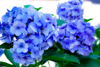 青紫の紫陽花の写真