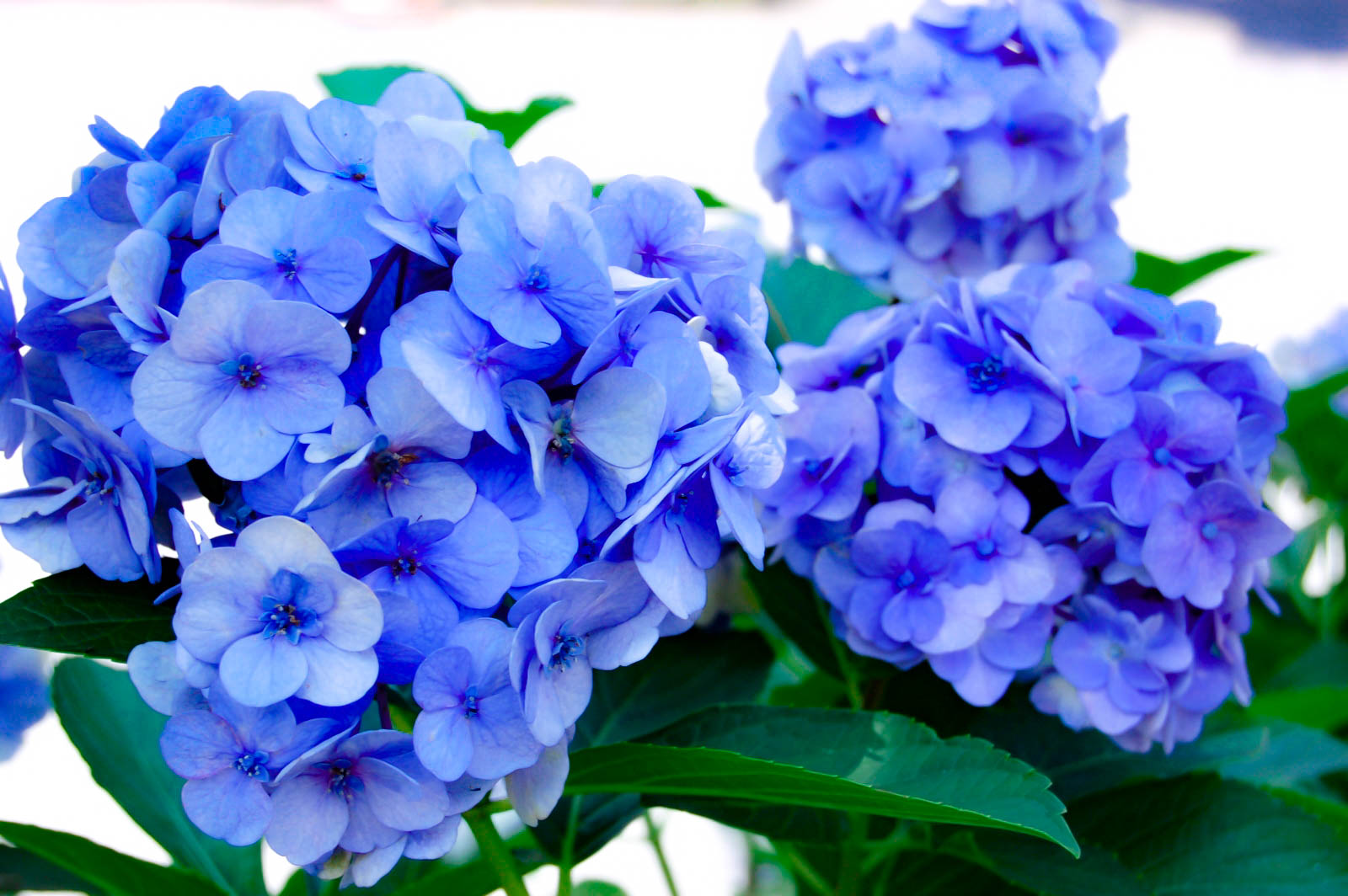 青紫の紫陽花の写真