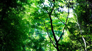 暗い森に差し込む木漏れ日の日差し 無料画像 フリー写真素材 Activephotostyle