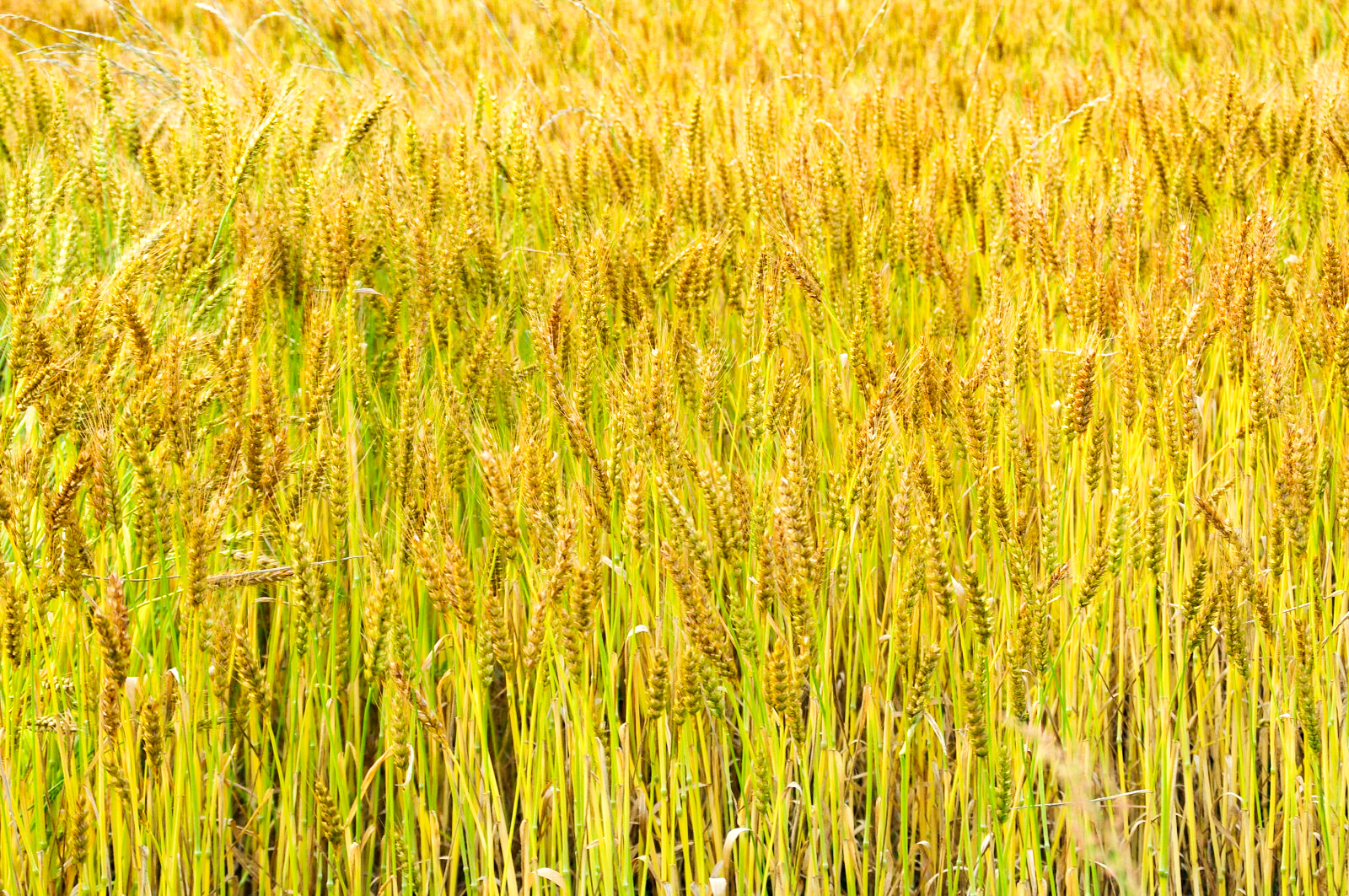 秋の麦畑の風景の写真