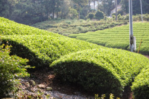 山肌に茶畑の写真