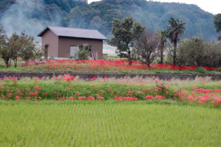 田舎の田んぼと彼岸花