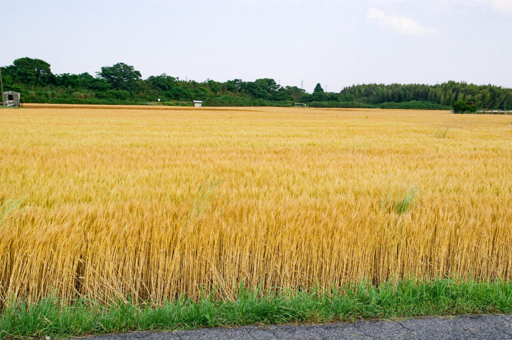一面の秋の麦畑の写真