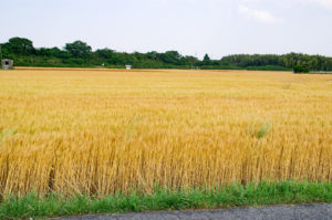 一面の秋の麦畑の写真