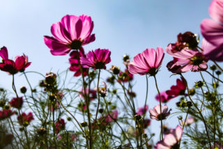 太陽に向かって花を向ける紫色のコスモス