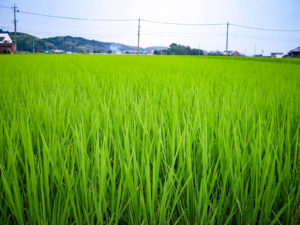 青々とした稲の写真