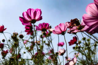 コスモス：紫の花びらが太陽の光を和らげる