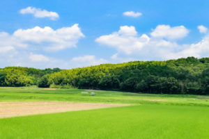 稲の絨毯（じゅうたん）