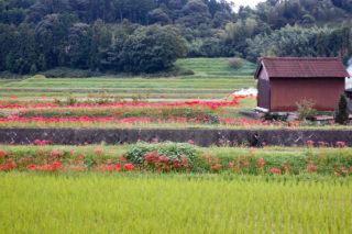 彼岸花が咲く田舎の風景
