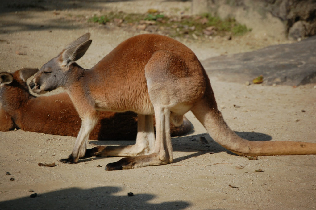 カンガルーの後ろ足の長さがよくわかる写真