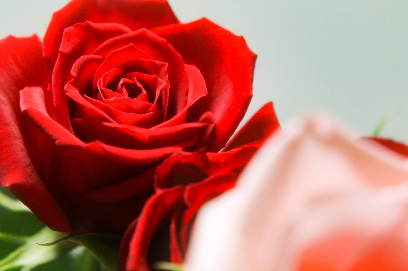 綺麗な赤い色をした薔薇の花