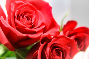 薔薇の花言葉と情熱の赤い薔薇