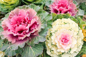 葉牡丹の花言葉と誕生花