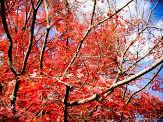 真っ赤な紅葉と青空