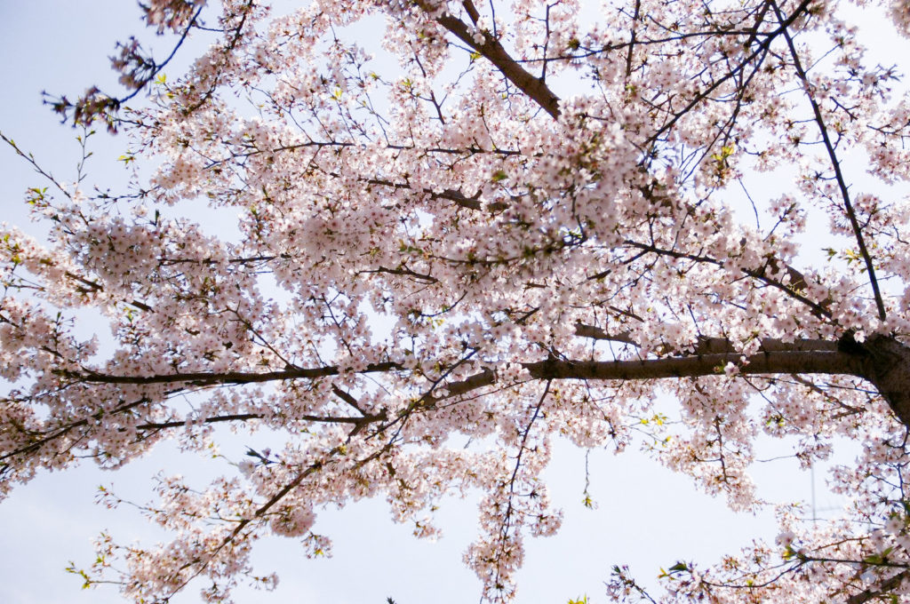 よく晴れた空に桜の花