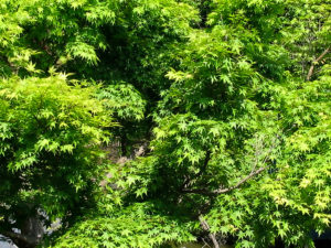 夏の楓
