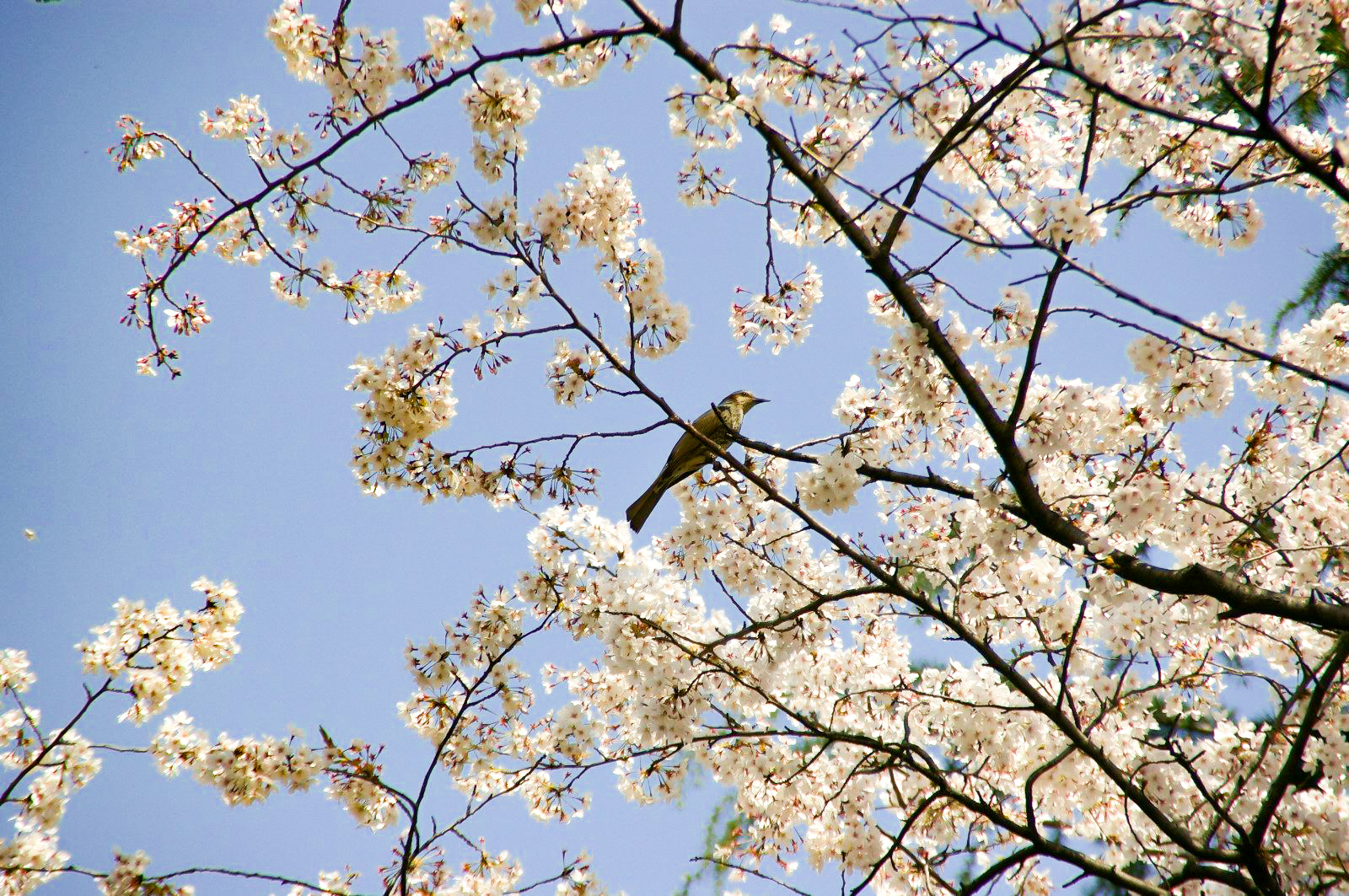 桜の枝に止まる鳥