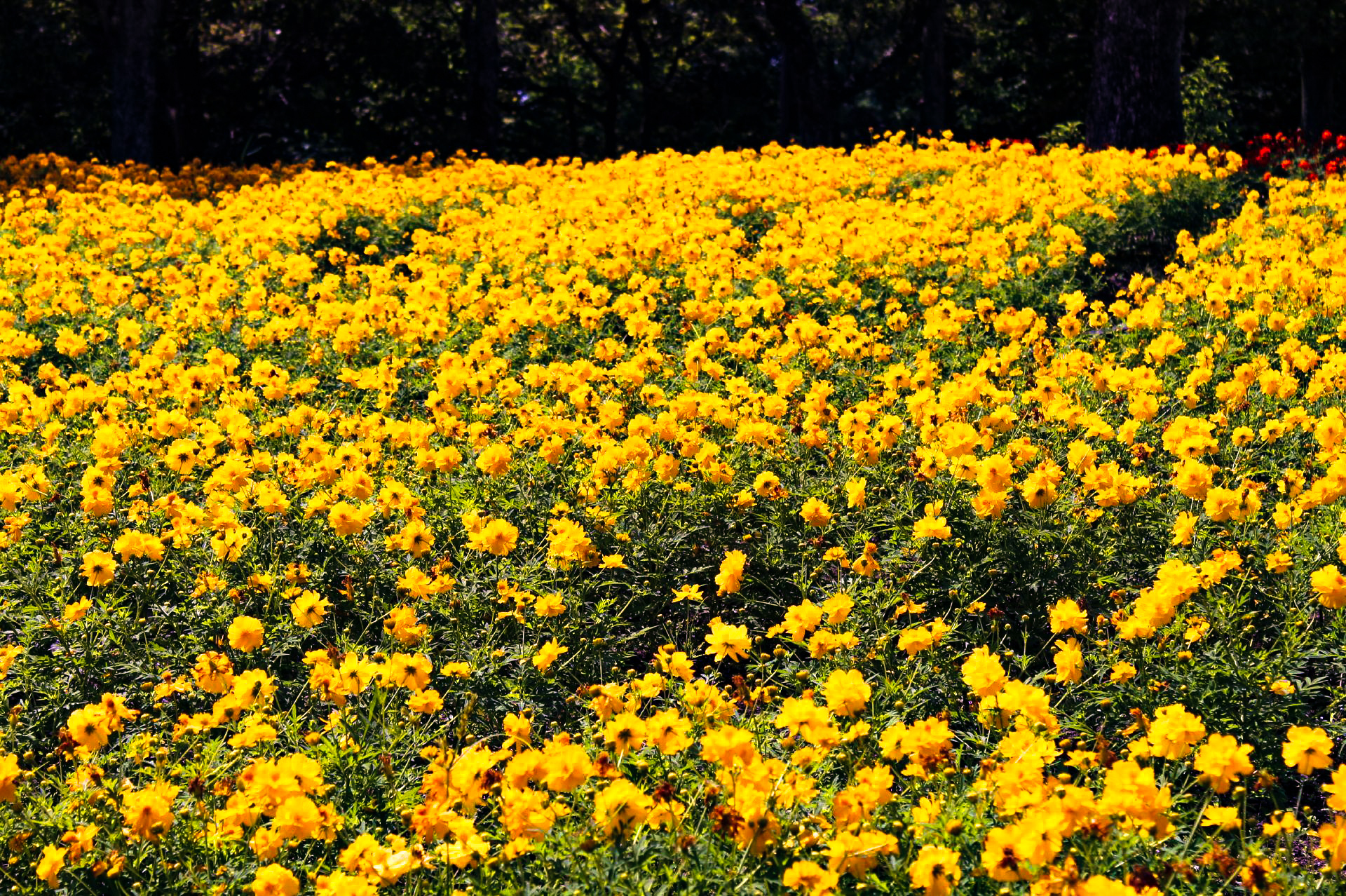 花壇に咲く黄花コスモス