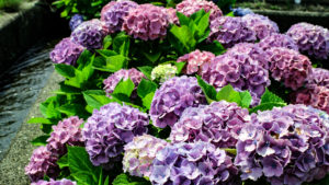 川辺に咲く紫陽花（アジサイ）の花