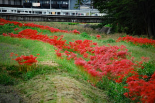 彼岸花、川沿いのあぜ道
