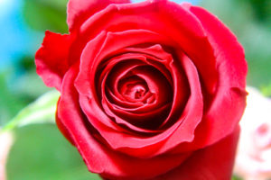 咲き始めの赤い薔薇（バラ）