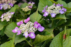 立ち並ぶ額紫陽花（がくあじさい）