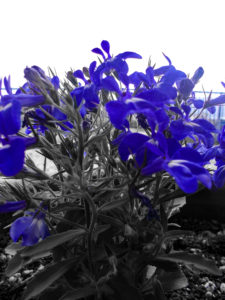 ロベリアの花