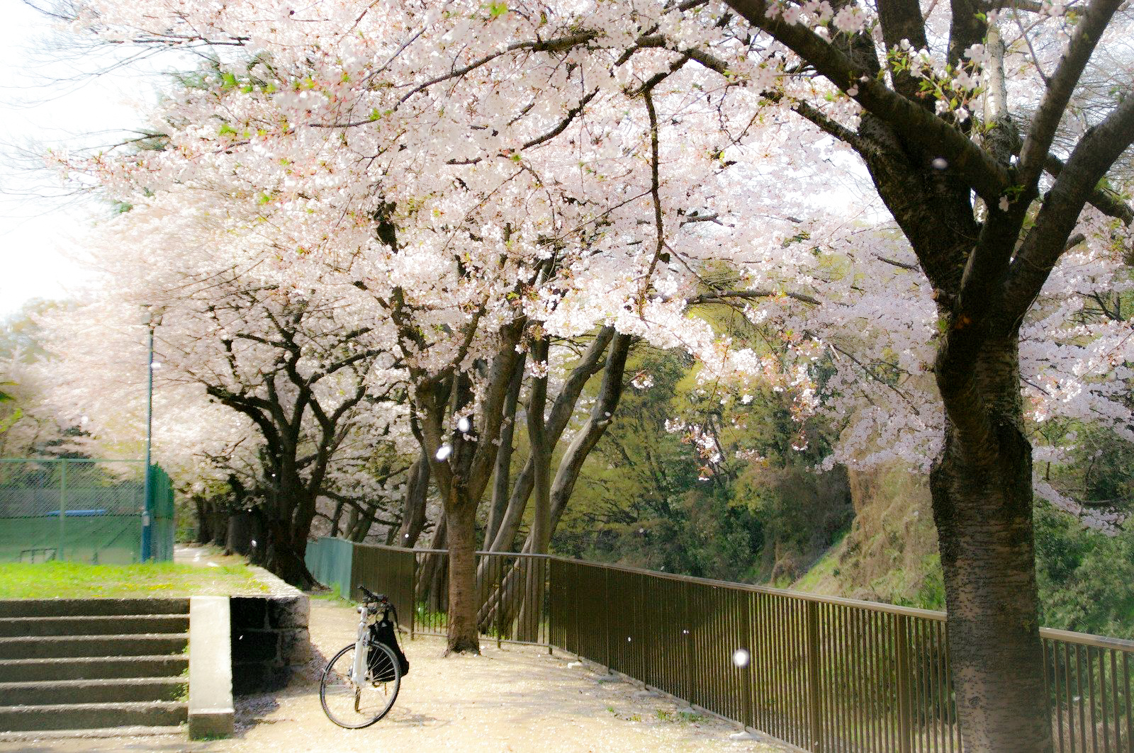 満開の桜と自転車