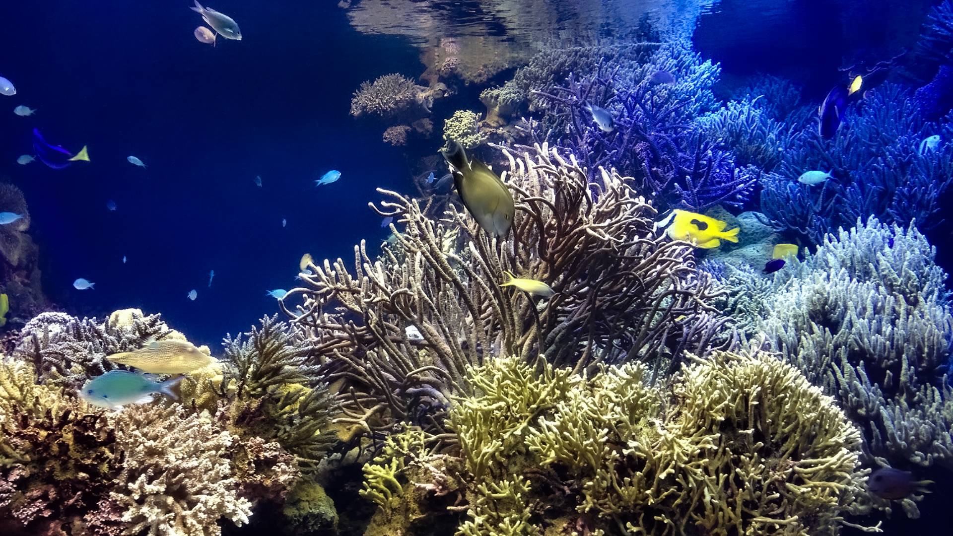 水槽で泳ぐかわいい熱帯魚 無料画像 フリー写真素材 Activephotostyle
