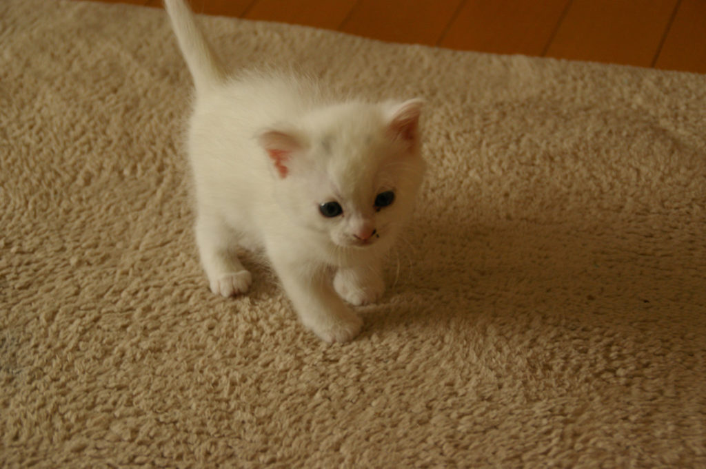 毛がふさふさの白い子猫