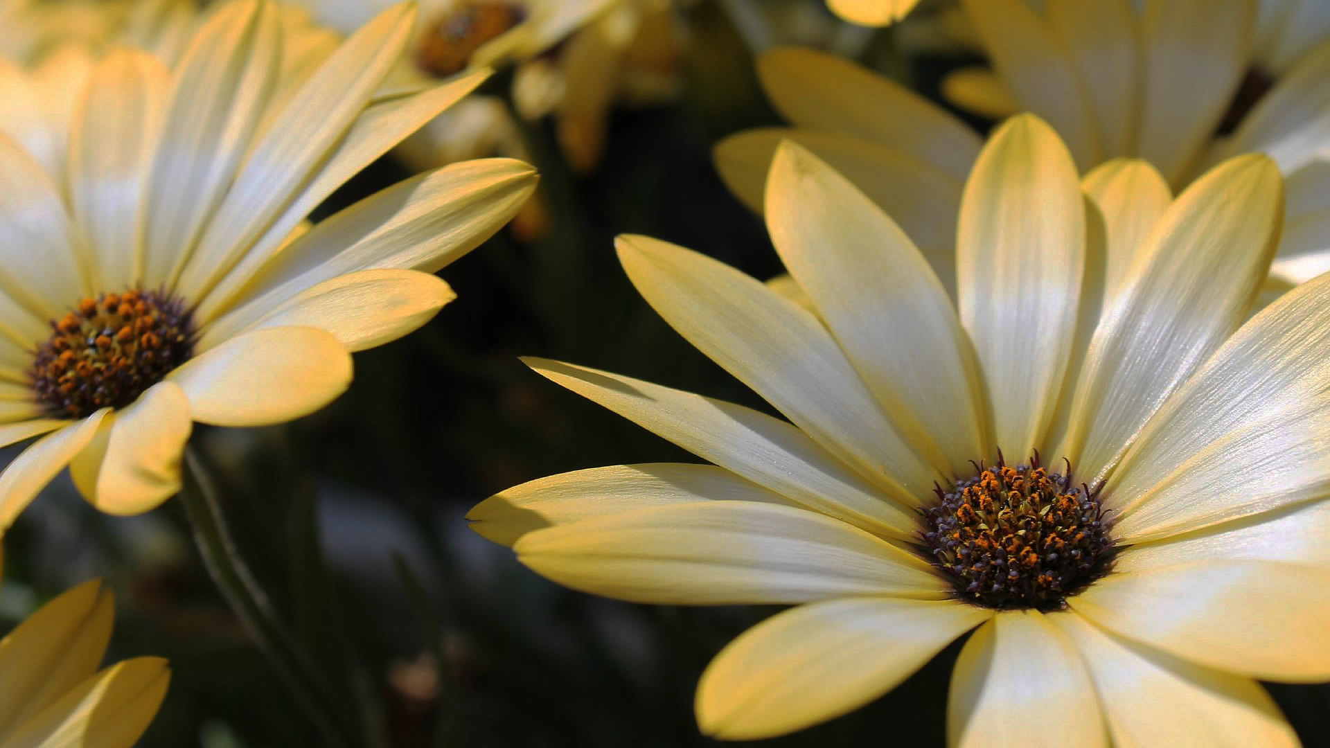 デイジーの誕生花と開花時期は 無料画像 フリー写真素材 Activephotostyle