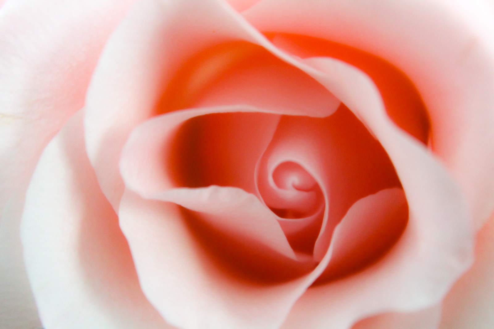 透明感のあるピンク色の薔薇 無料画像 フリー写真素材 Activephotostyle