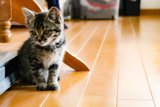 オスの子猫の写真
