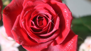 ラメでキラキラ光る薔薇 無料画像 フリー写真素材 Activephotostyle