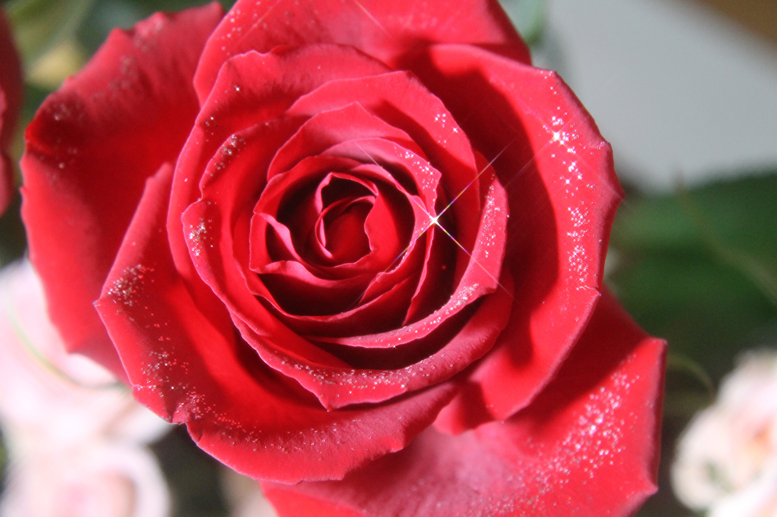 ラメでキラキラ光る薔薇 無料画像 フリー写真素材 Activephotostyle