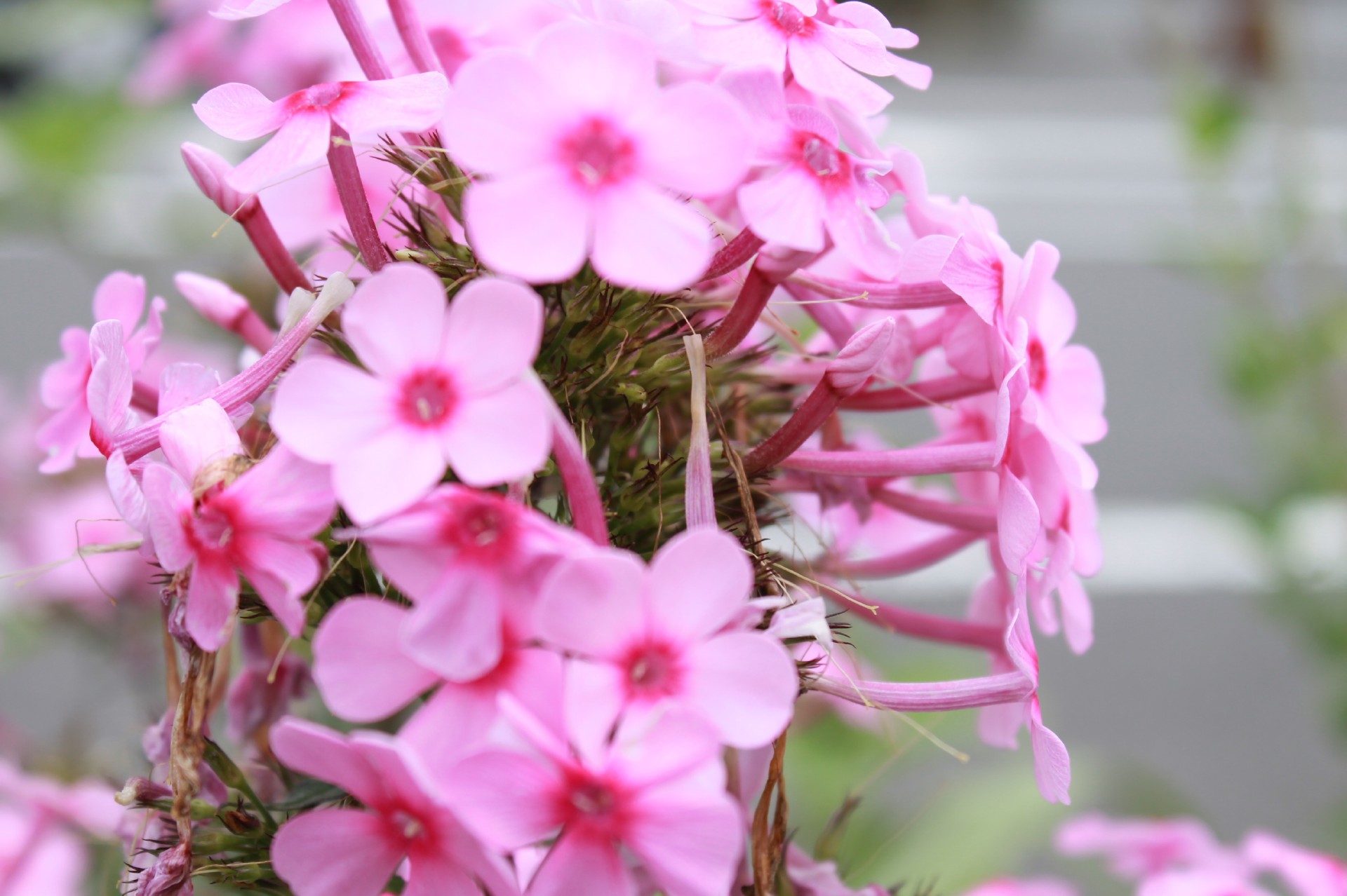 道端 に 咲く 花 ピンク