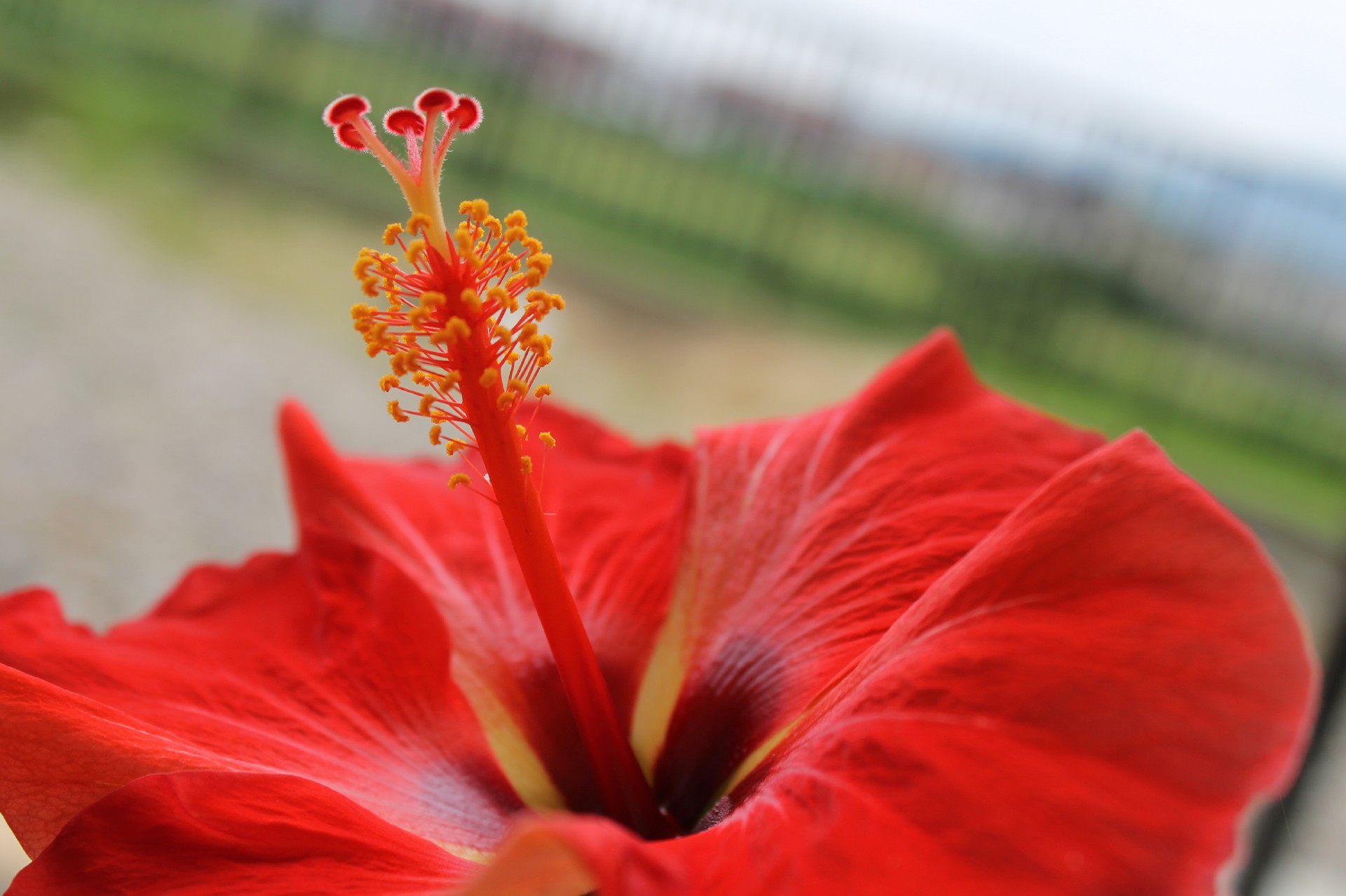 夏の花 ハイビスカス 無料画像 フリー写真素材 Activephotostyle