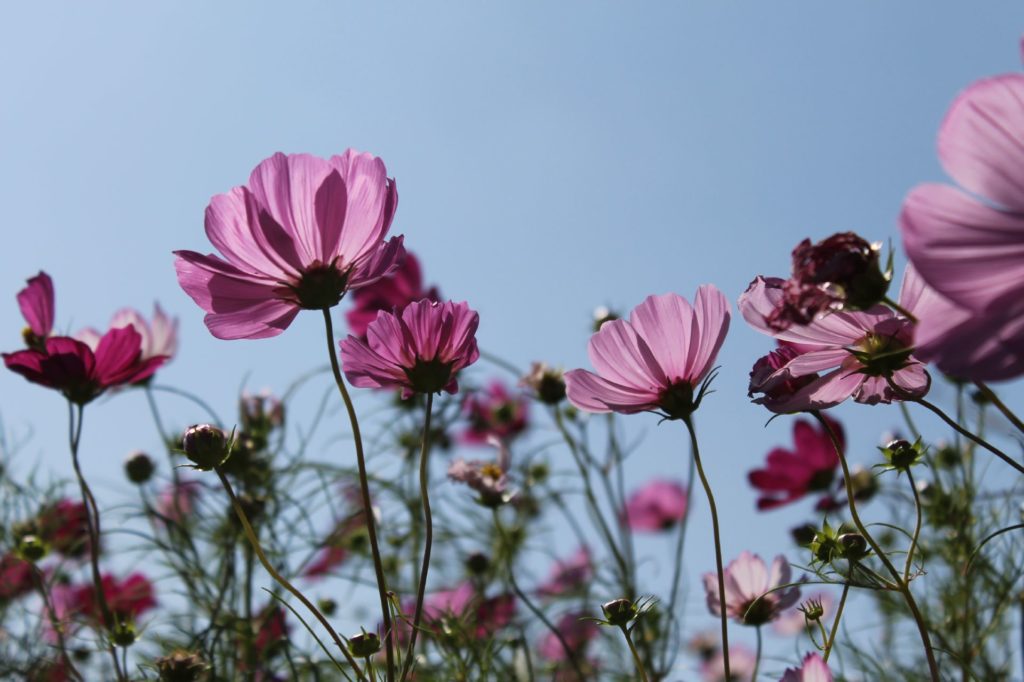 秋の空に向かって優美に咲くコスモスの花 無料画像 フリー写真素材 Activephotostyle