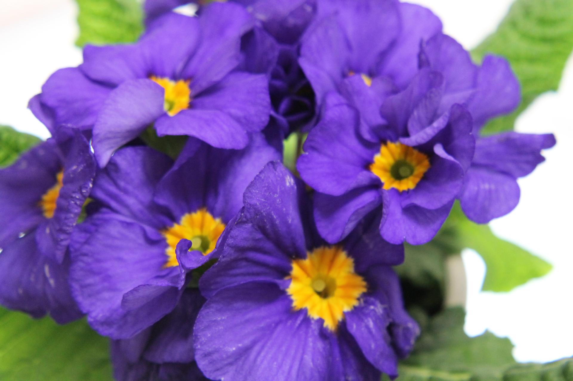 プリムラ ポリアンサの花言葉 誕生花は 無料画像 フリー写真素材 Activephotostyle