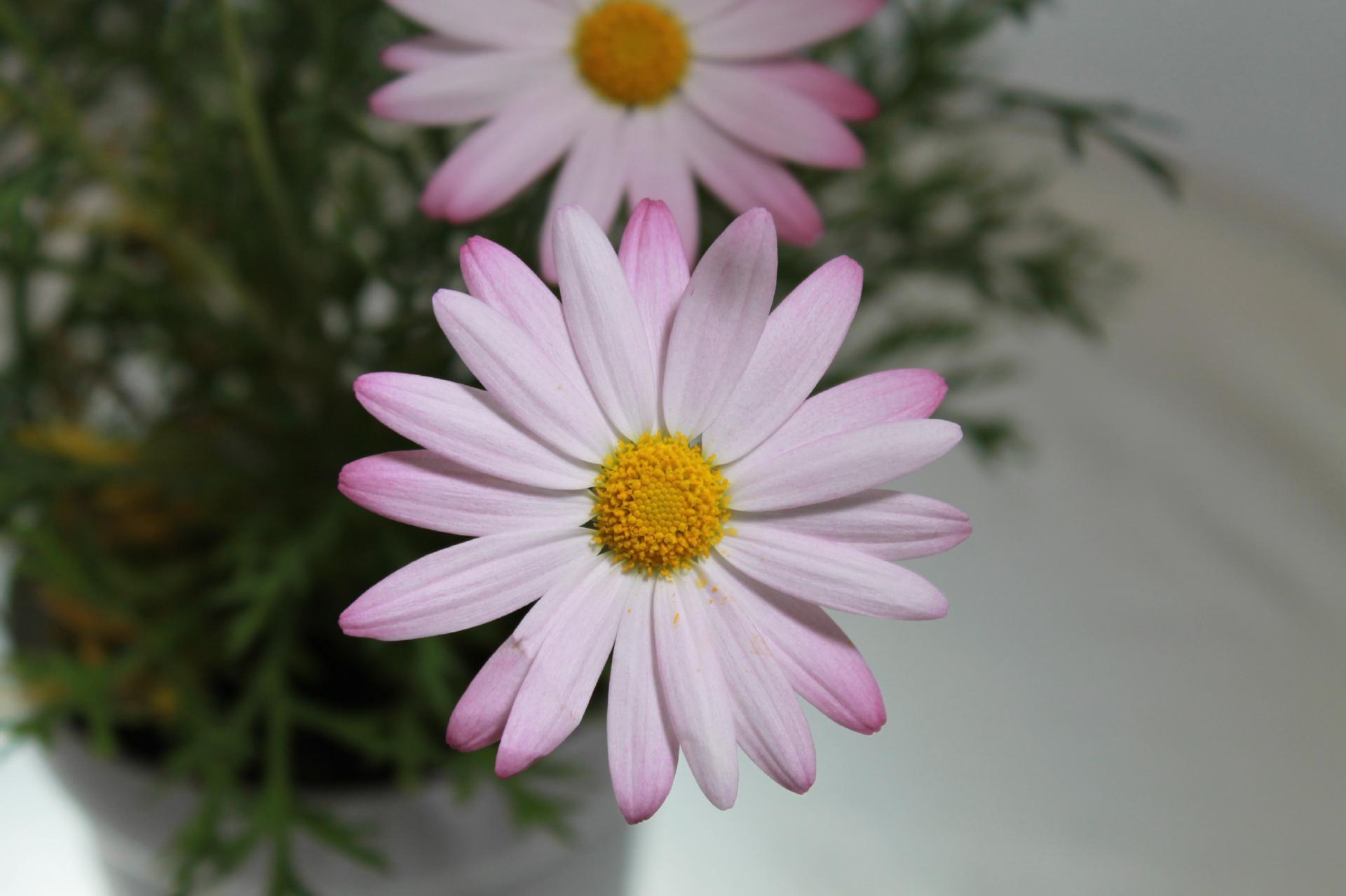 白い花びらのマーガレット 無料画像 フリー写真素材 Activephotostyle