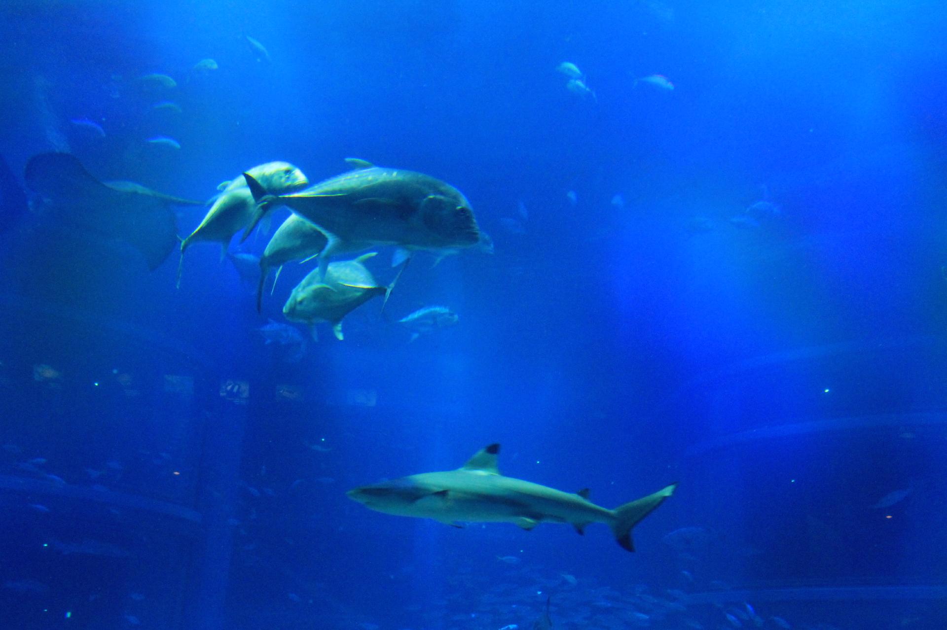 鮫 サメ の他水槽で泳ぐいろんな魚たち 無料画像 フリー写真素材 Activephotostyle