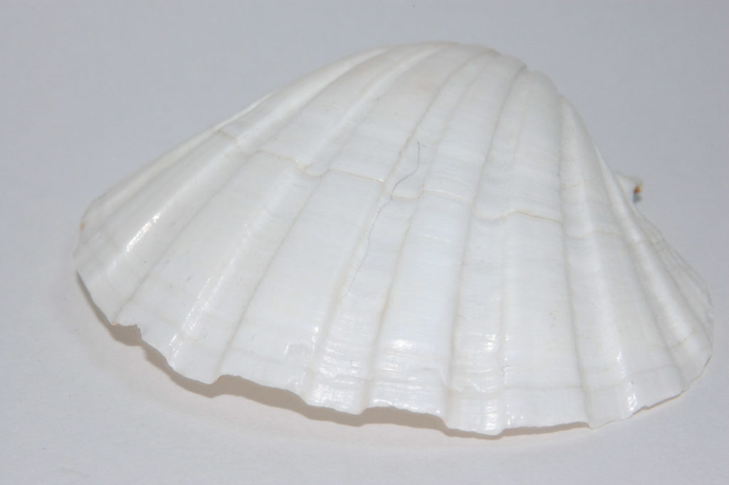 真っ白の貝殻