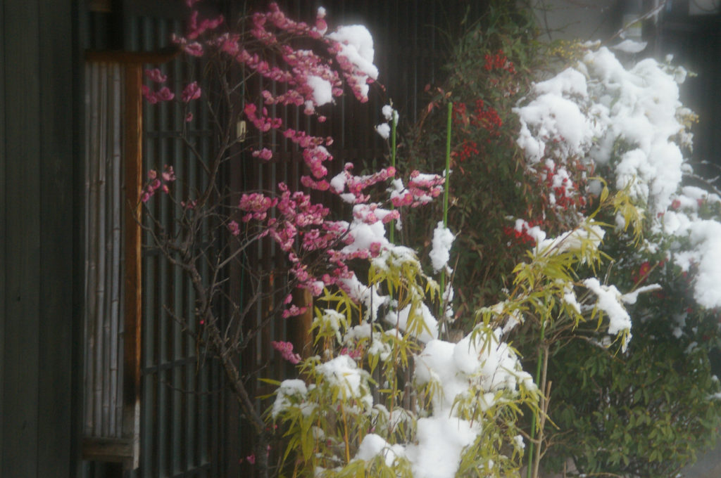 梅の花と雪 無料画像 フリー写真素材 Activephotostyle