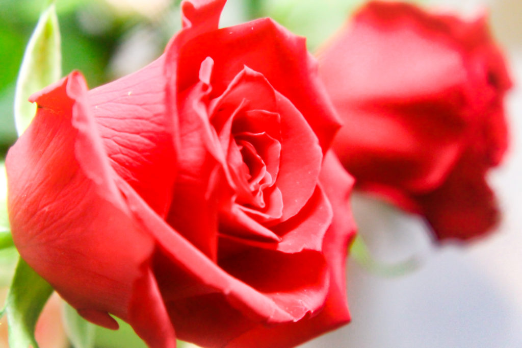 赤い薔薇（バラ）２本