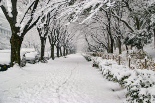 雪景色 4枚目