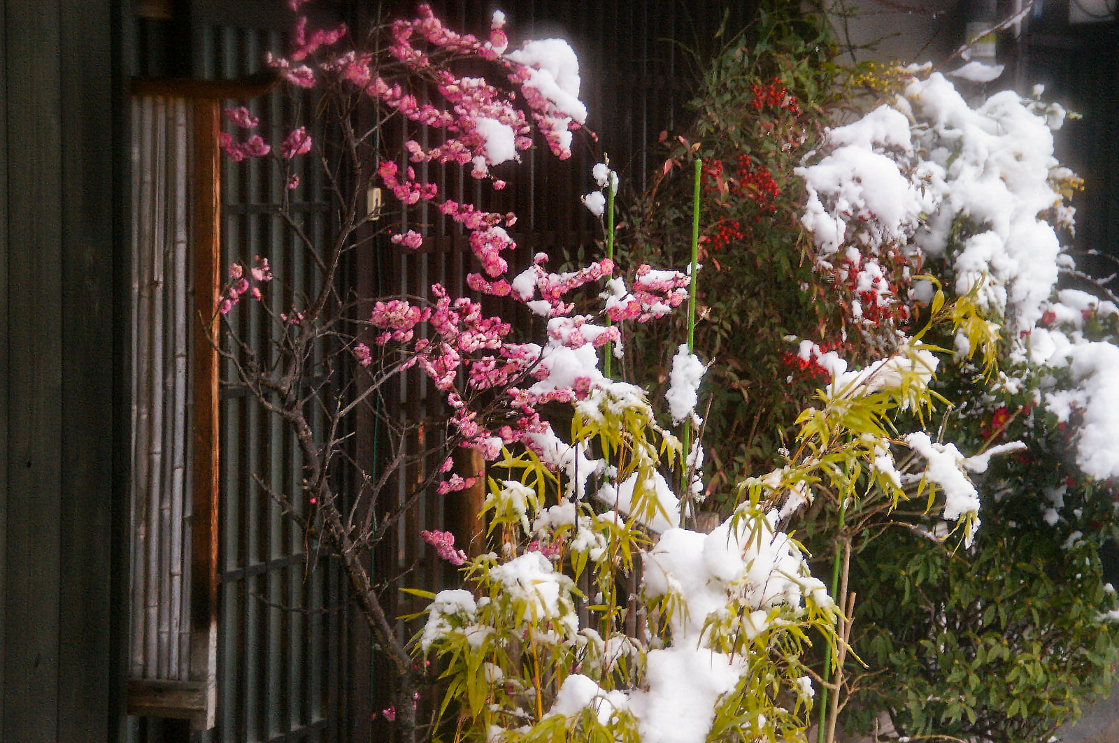 梅の花と雪
